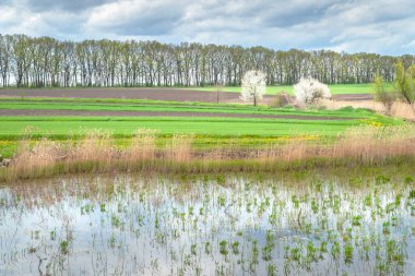 Bulutlu havada kuru sazlar. İlkbaharda bir gölün kıyısında sazlarla kaplanmış çiçek açan ağaç. Yeniden Yapılanma ve Çevre.