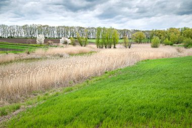 Fırtınalı havada kuru sazlıklar. Baharda kuru kamışlarla kaplanmış bir gölün kıyısındaki genç yeşil çimenler. Yeniden yapılanma, dinlenme ve çevre.