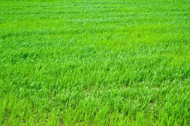 Yeşil alan. Yeşil çimlerin perspektifi. Çimen arka planı. Düzenleme ve tasarım için klasik doğal doku. İklim değişikliği, hava ve hava olayları.