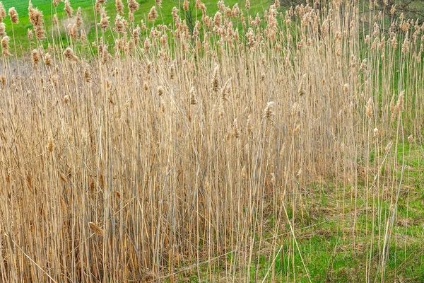 Droog Riet Close Van Droog Riet Het Meer Lente Reclamatie — Stockfoto