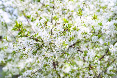 Çiçek açan elma ağacı. Yakın plan çiçek açan elma ağacı arkaplanı, seçici yumuşak odak. Mesaj için yer var. Kartpostallar için şablon. Tasarım için doku.