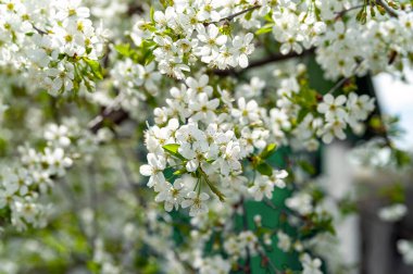 Çiçekli elma ağacı. Gelişen elma ağacı dalları arka plan, seçici yumuşak odak. Mesaj için yer var. Kartpostallar için şablon. Tasarım için doku.
