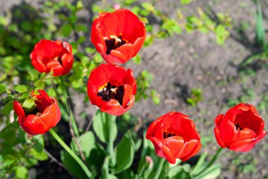 Kırmızı laleler. Bahçedeki bir çiçek tarlasında kırmızı, olgun laleler. Bokeh elementleriyle seçici, yumuşak bir odak. Doğal arkaplan.