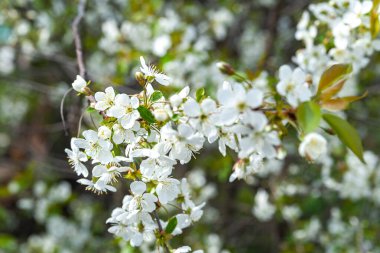 Çiçek açan elma ağacı. Elma ağacının beyaz çiçekleri, seçici yumuşak odak. Mesaj için yer var. Kartpostallar için şablon. Tasarım için doku.