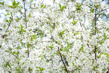 Çiçek açan elma ağacı. Elma ağacının beyaz çiçekleri, seçici yumuşak odak. Soyut doğal arkaplan. Mesaj için yer var. Kartpostallar için şablon. Tasarım için doku.