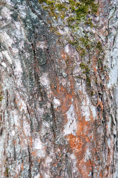 Bark Árvore Fundo Textura Áspera Uma Velha Casca Árvore Textura — Fotografia de Stock