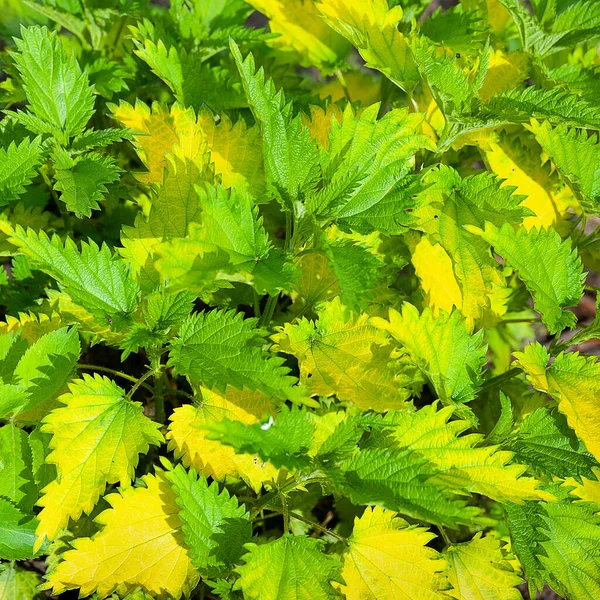 Fundo Folhas Jovem Textura Folhas Urtiga Verde Amarela Jovens Foco — Fotografia de Stock