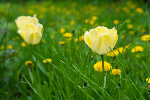 黄色のチューリップ 緑の芝生と黄色のタンポポの背景にチューリップ 選択的ソフトフォーカス 野生の花を咲かせる — ストック写真