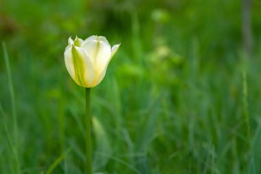 Bir lale. Yeşil çimenlerin bulanık arka planında beyaz-yeşil lale, kopyalama alanı. Seçici yumuşak odaklanma. Vahşi çiçekler açıyor..