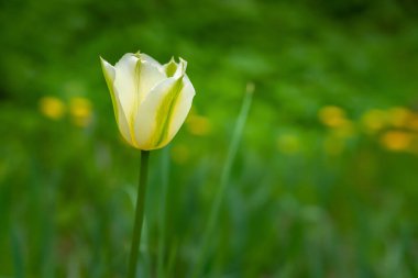 Bir lale. Sarı yabani çiçekler ve yeşil otların bulanık arka planında beyaz-yeşil lale, kopyalama alanı. Seçici yumuşak odaklanma. Vahşi çiçekler açıyor..