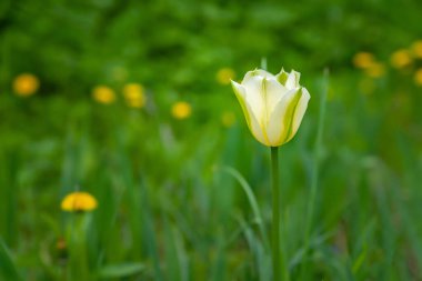 Bir beyaz lale. Sarı yabani çiçekler ve yeşil otların bulanık arka planında beyaz-yeşil lale, kopyalama alanı. Seçici yumuşak odaklanma. Vahşi çiçekler açıyor..