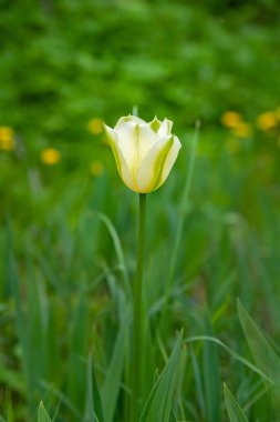 Hafif lale. Yeşil çimenlerin bulanık arka planında beyaz-yeşil lale, kopyalama alanı. Seçici yumuşak odaklanma. Vahşi çiçekler açıyor..