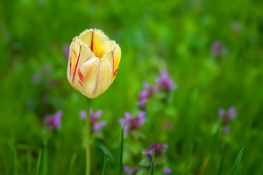 Çok renkli lale. Vahşi çiçekler ve yeşil çimenlerin bulanık arka planında çok renkli bir lale. Seçici yumuşak odaklanma. Vahşi çiçekler açıyor..