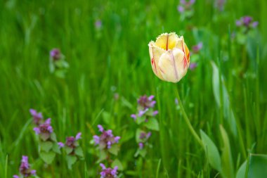 Sarı-kırmızı lale. Yaban çiçeklerinin ve yeşil çimenlerin bulanık arka planında çok renkli lale. Seçici yumuşak odaklanma. Vahşi çiçekler açıyor..