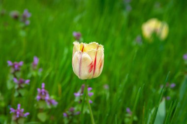 Sarı-kırmızı laleler. Yaban çiçeklerinin ve yeşil çimenlerin bulanık arka planında çok renkli laleler. Seçici yumuşak odaklanma. Vahşi çiçekler açıyor..