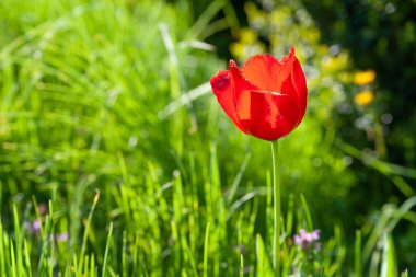 Kırmızı lale. Yeşil otların arka planında bir kırmızı lale. Seçici yumuşak odaklanma. Çiçek açan bahçeler.