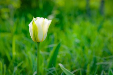 Beyaz-yeşil lale. Yeşil çimenlerin bulanık arkaplanındaki lale, kopyalama alanı. Seçici yumuşak odaklanma. Çiçek açan bahçeler.