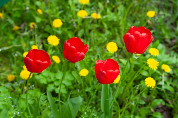 Kırmızı laleler. Yeşil otların ve sarı karahindibaların arka planında kırmızı laleler. Seçici yumuşak odaklanma. Vahşi çiçekler açıyor..