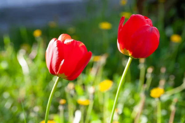 Red tulips. Two red tulips on a background of green grass and yellow dandelions. Selective soft focus. Blooming wild flowers.