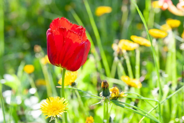 Kırmızı lale. Yeşil otların ve sarı karahindibaların arka planında bir kırmızı lale. Seçici yumuşak odaklanma. Çiçek açan bahçeler.