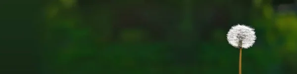 Воздушный Одуванчик Размытом Фоне Зеленой Травы Фон Изображения Белого Одуванчика — стоковое фото