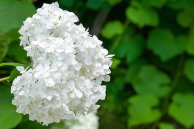 Hydrangea flowers. Beautiful large inflorescences of Hydrangeas on a blurred background with bokeh effect. Garden summer flowers. Selective soft focus. Floral background.