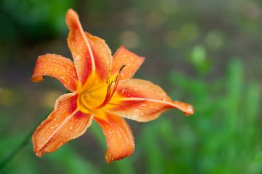 Lily flowers. Wet beautiful orange flowers Lilies with raindrops on a blurred background with bokeh effect. Daylily in the garden. Garden flowers. Selective soft focus. Floral background.
