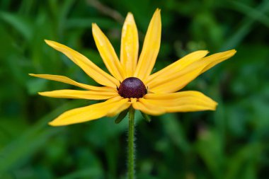 Rudbeckia çiçekleri. Çiçek tarlasında ıslak sarı Rudbeckia çiçeklerine yakın plan. Bahçedeki siyah gözlü Susan. Bahçe yaz çiçekleri. Seçici yumuşak odaklanma. Çiçek arka planı.