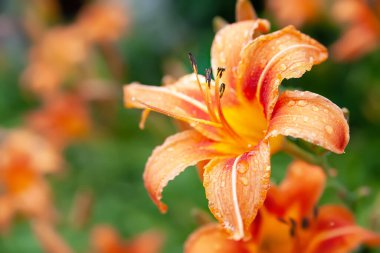 Lily çiçekleri. Islak, turuncu çiçekli zambaklar, yumuşak, bulanık bir zemin üzerinde yağmur damlalarıyla bokeh etkisi yaratıyor. Bahçede güpegündüz. Bahçe çiçekleri Seçici yumuşak odaklanma. Çiçek arka planı.