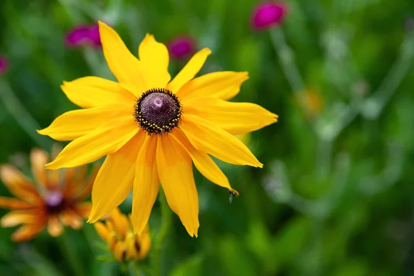 Rudbeckia Virágok Közelkép Egy Nagy Sárga Gyönyörű Rudbeckia Virágról Fekete — Stock Fotó