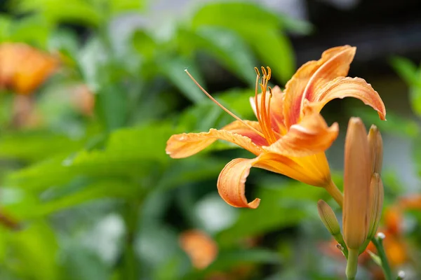 Kwiaty Lily Piękne Pomarańczowe Kwiaty Lilie Rozmytym Zielonym Naturalnym Tle — Zdjęcie stockowe