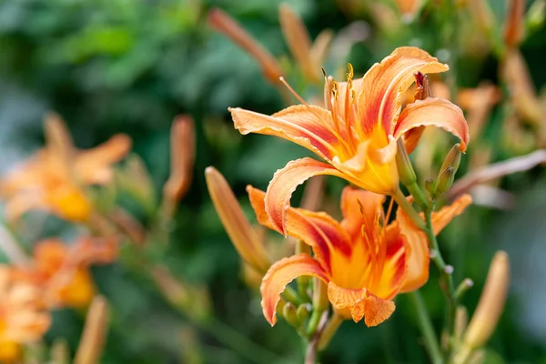 Kwiaty Lily Piękne Pomarańczowe Kwiaty Lilii Rozmytym Tle Daylily Ogrodzie — Zdjęcie stockowe