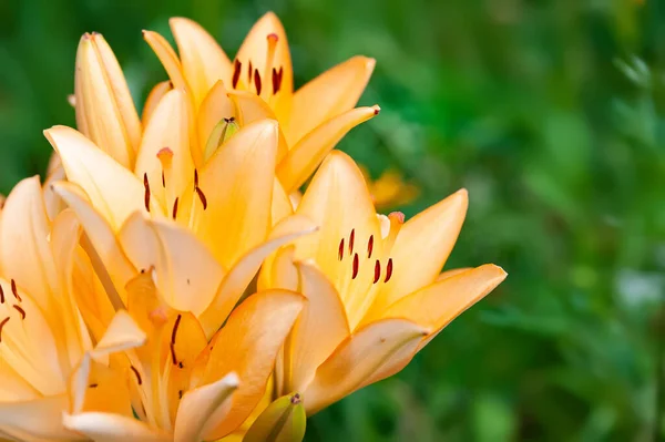 Kwiaty Lily Zbliżenie Piękne Duże Pomarańczowe Różowe Kwiaty Lilii Daylily — Zdjęcie stockowe