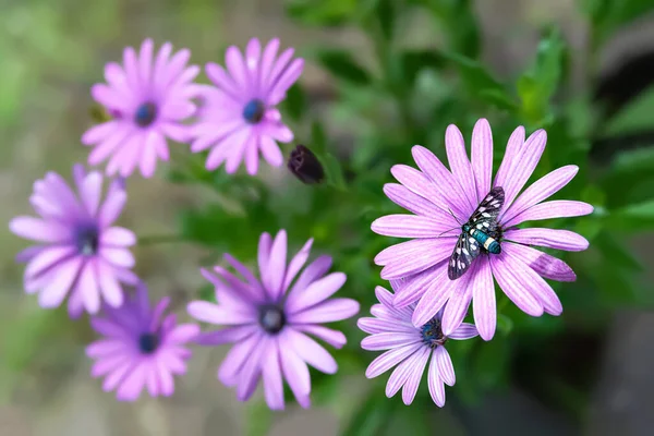 Kamille Bloemen Vlinder Een Paarse Tuinkamille Selectieve Zachte Focus Wazige — Stockfoto