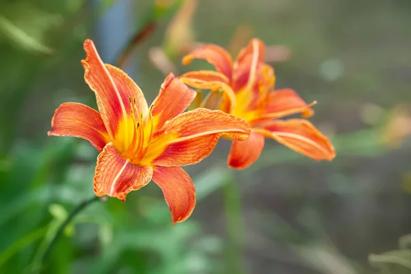 Lily Kytky Detailní Záběr Krásné Oranžové Lilie Květy Zeleném Rozmazaném — Stock fotografie