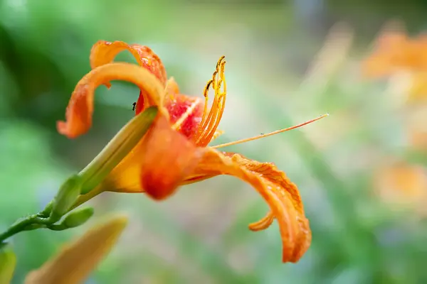 Kwiaty Lily Mokre Piękne Pomarańczowe Kwiaty Lilii Kroplami Deszczu Rozmytym — Zdjęcie stockowe