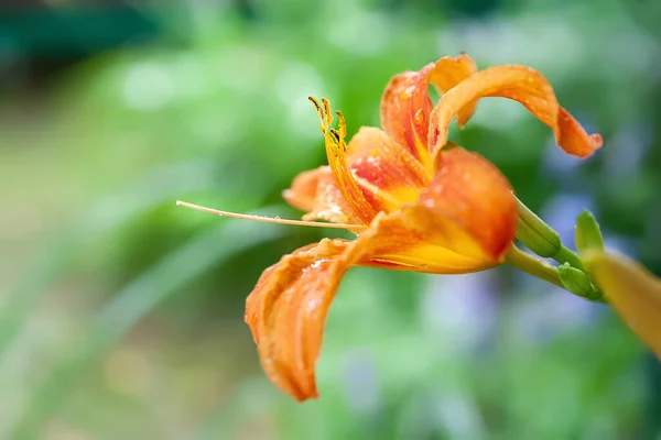 Kwiaty Lily Mokre Piękne Pomarańczowe Kwiaty Lilii Kroplami Zielonym Rozmytym — Zdjęcie stockowe