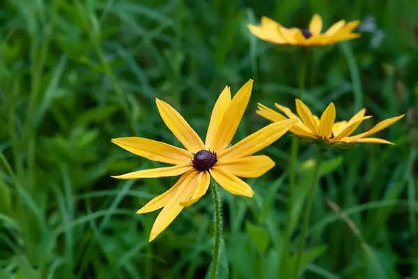 Flores Rudbeckia Primer Plano Flores Amarillas Húmedas Rudbeckia Macizo Flores — Foto de Stock