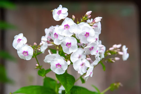 Flores Phlox Grandes Inflorescências Bonitas Phlox Branco Fundo Borrado Com — Fotografia de Stock