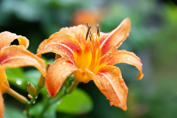 Lily Flowers Wet Beautiful Orange Flowers Lilies Drops Green Blurred — Fotografia de Stock