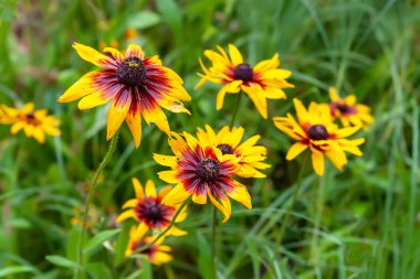 Rudbeckia çiçekleri. Yağmurdan sonra çiçek tarlasına damlayan sarı-kırmızı Rudbeckia çiçekleri. Bahçedeki siyah gözlü Susan. Bahçe yaz çiçekleri. Seçici yumuşak odaklanma. Çiçek arka planı.