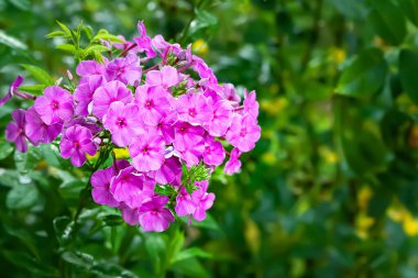 Phlox çiçekleri. Bulanık bir arkaplanda, bokeh etkisine sahip mor fenoloksların güzel büyük kızılötesi örnekleri. Çim yaz çiçekleri. Seçici yumuşak odaklanma. Çiçek arka planı.