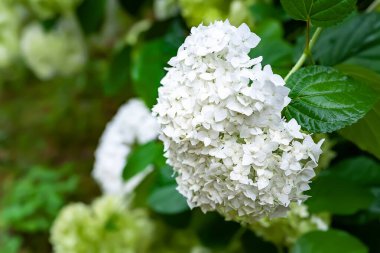 Hydrangea flowers. Beautiful large white inflorescences of the Hydrangea bush on a blurred background with bokeh effect. Garden summer flowers. Selective soft focus. Floral background.
