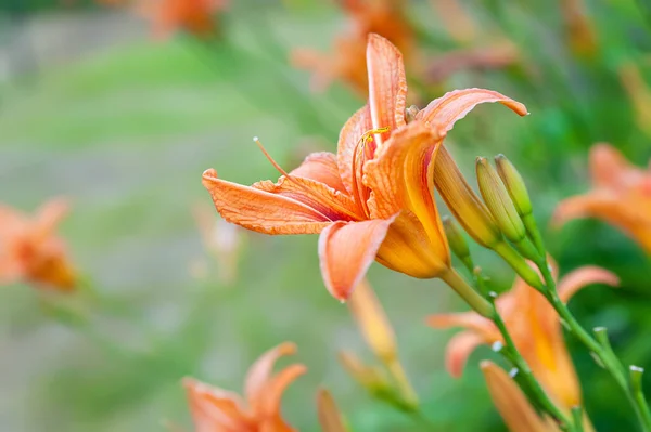 Lily Flowers Beautiful Orange Flowers Lilies Blurred Green Natural Background — Stock Photo, Image