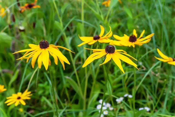 Rudbeckia Virágok Nedves Gyönyörű Sárga Rudbeckia Virágok Egy Virágágyásban Fekete — Stock Fotó