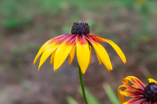 Rudbeckia花 雨后一朵湿淋淋的大花 黑眼睛的苏珊在花园里 花园夏天的花 有选择的软焦点 植物背景 — 图库照片