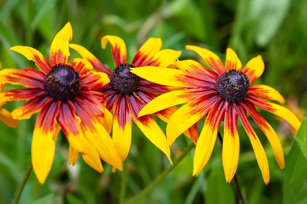 Flores Rudbeckia Close Grande Molhado Amarelo Vermelho Flores Rudbeckia Com — Fotografia de Stock