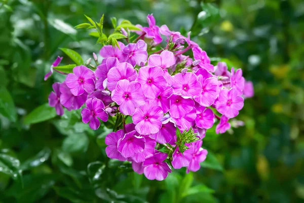 Flores Phlox Grandes Inflorescências Bonitas Phlox Roxo Fundo Borrado Com — Fotografia de Stock