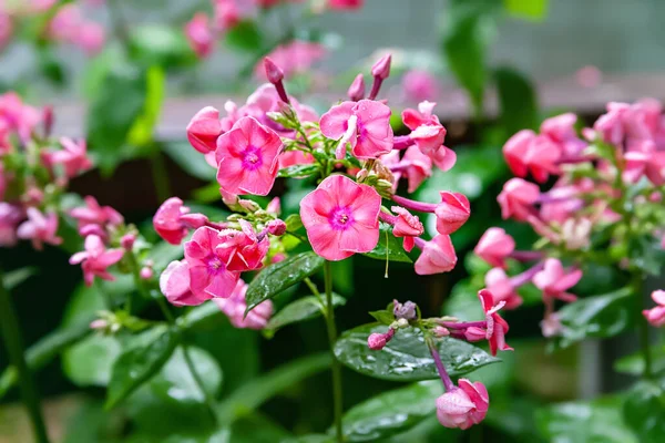 フロックスの花 ボケ効果のあるぼやけた背景にピンク色のフロックスの美しい大花序 庭の夏の花 選択的ソフトフォーカス 花の背景 — ストック写真