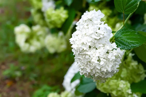 Fiori Ortensia Bianca Belle Grandi Infiorescenze Bianche Del Cespuglio Ortensia — Foto Stock